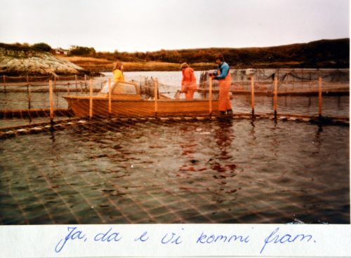 Havbruksanlegg ved Marøya, Næræysundet, rundt 1978. Foto.