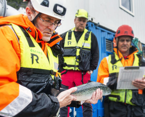 Fiskehelsepersonell i arbeid, foto