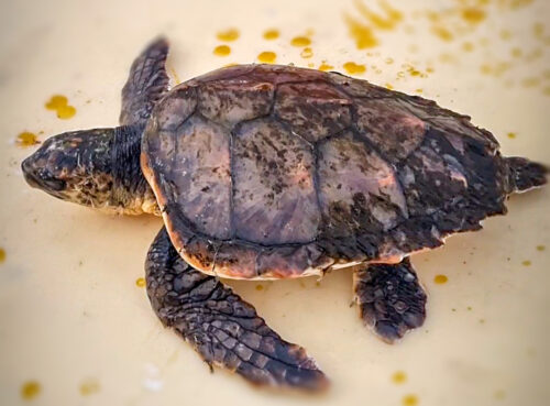 Havskilpadde finnet i Viknas skjærgård