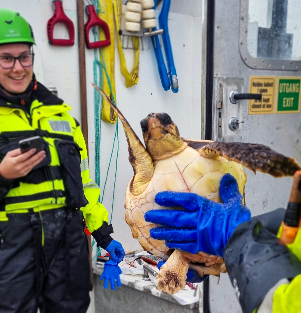 Havskilpadde funnet i Nærøysund