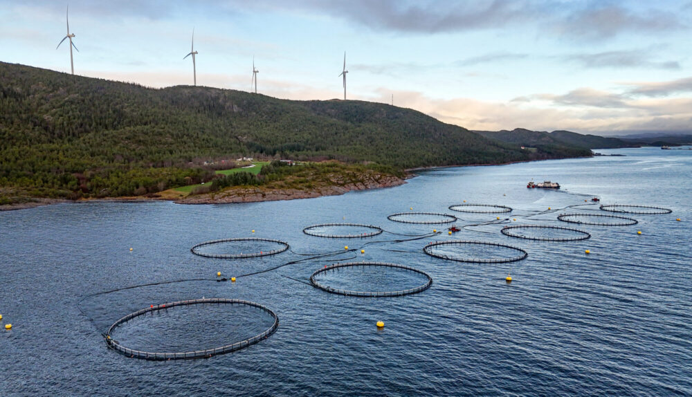 Dronebilde av lokalitet 18755 Klungset i Follafjorden